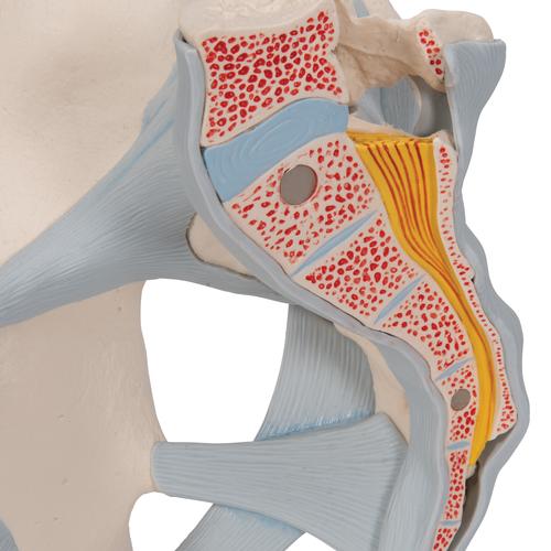 Human Male Pelvis Skeleton Model with Ligaments, 2 part - 3B Smart Anatomy, 1013281 [H21/2], Genital and Pelvis Models