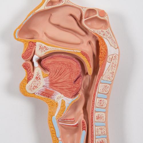 Human Digestive System Model, 3 part - 3B Smart Anatomy, 1000307 [K21], Digestive System Models