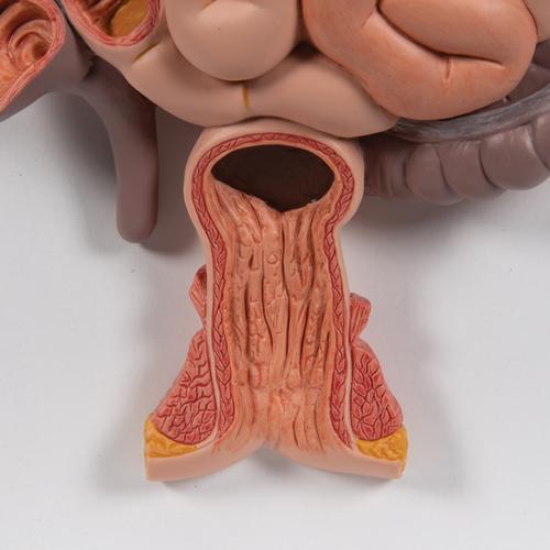 Human Digestive System Model, 3 part - 3B Smart Anatomy, 1000307 [K21], Digestive System Models