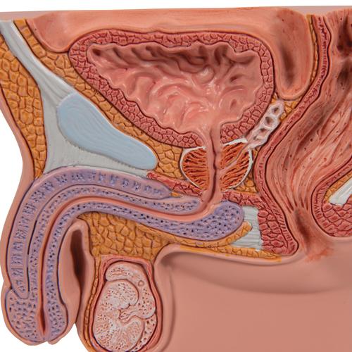 Prostate Model, 1/2 Natural Size - 3B Smart Anatomy, 1000319 [K41], Men's Health Education