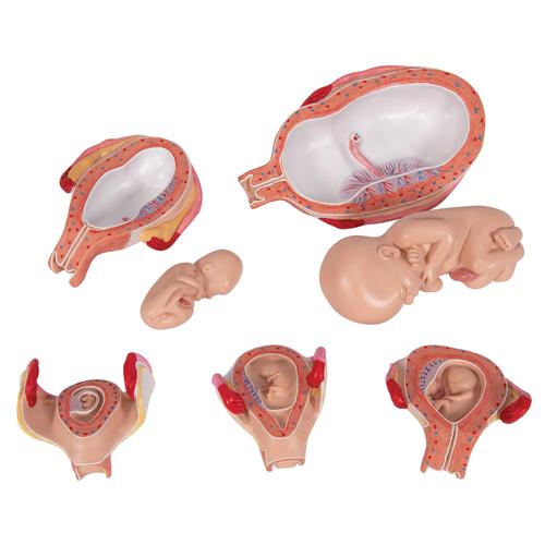 Pregnancy Models Series, 5 Embryo & Fetus Models on a Base - 3B Smart Anatomy, 1018633 [L11/9], Human