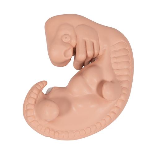 Human Embryo Model, 25 times Life-Size - 3B Smart Anatomy, 1014207 [L15], Human