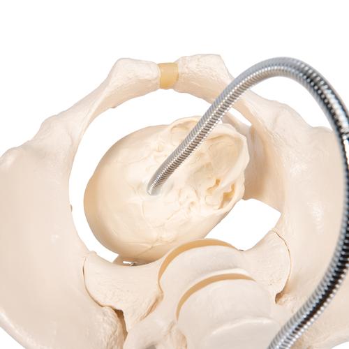 Childbirth Demonstration Pelvis Skeleton Model with Fetal Skull - 3B Smart Anatomy, 1000334 [L30], Pregnancy and Childbirth Education