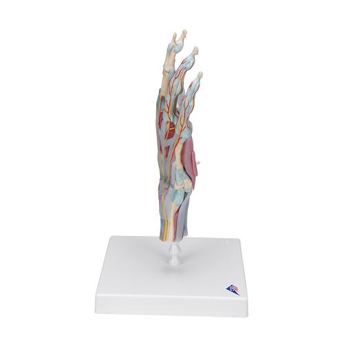 Hand Skeleton Model with Ligaments & Muscles - 3B Smart Anatomy, 1000358 [M33/1], Arm and Hand Skeleton Models