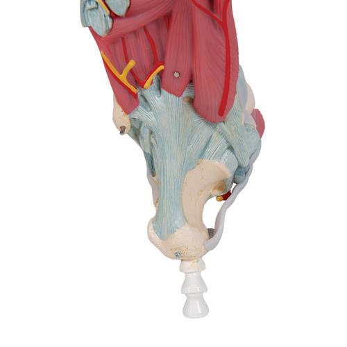 Anatomical Teaching Models - Plastic Human Joint Models - Foot Skeleton