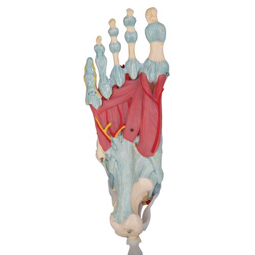 Foot Skeleton Model with Ligaments - 3B Smart Anatomy, 1000359 [M34], Leg and Foot Skeleton Models