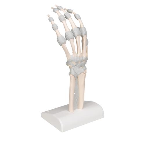 Hand Skeleton Model with Elastic Ligaments - 3B Smart Anatomy, 1013683 [M36], Arm and Hand Skeleton Models