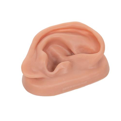 Acupuncture Ear, right, 1000375 [N15/1R], Ear Models