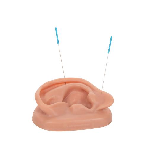 Acupuncture Ears, Set for 10 Students, 1000376 [N16], Ear Models