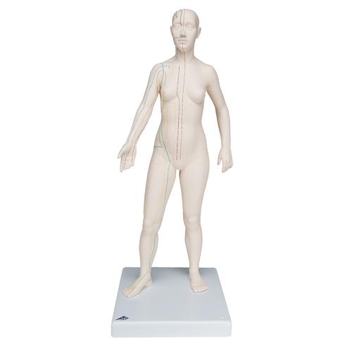 Acupuncture Model, female, 1000379 [N31], Acupuncture Charts and Models