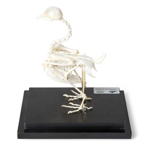 Pigeon Skeleton (Columba livia domestica), Specimen, 1020982 [T300071], Ornithology (Ornithology)