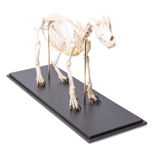 Dog Skeleton (Canis lupus familiaris), Size M, Specimen, 1020988 [T300091M], Predators (Carnivora)