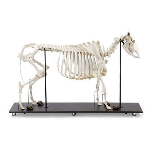 Bovine Cow skeleton (Bos taurus), without horns, articulated, 1020973 [T300121w/o], Even-toed Ungulates (Artiodactyla)