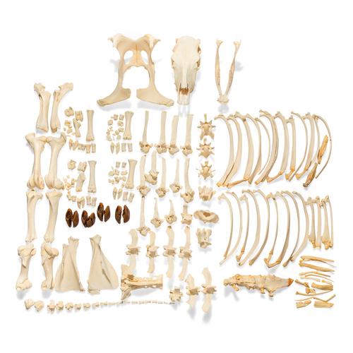 Bovine Cow skeleton (Bos taurus), without horns, disarticulated, 1020975 [T300121w/oU], Farm Animals