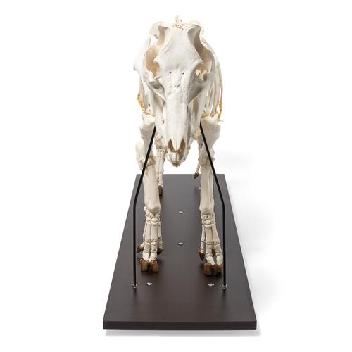 Domestic Pig Skeleton (Sus scrofa domesticus), Male, Specimen, 1020998 [T300131m], Even-toed Ungulates (Artiodactyla)