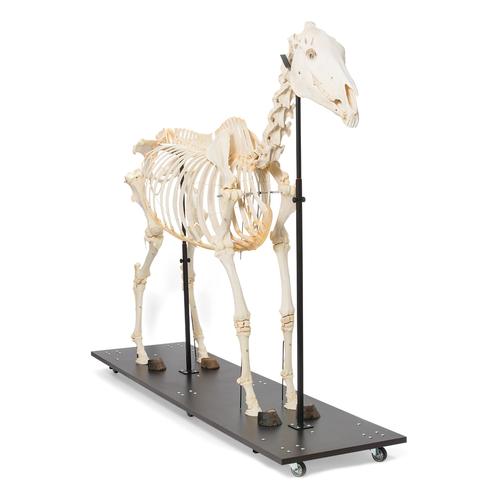 Horse Skeleton (Equus ferus caballus), Female, Specimen, 1021002 [T300141f], Odd-toed Ungulates (Perissodactyla)