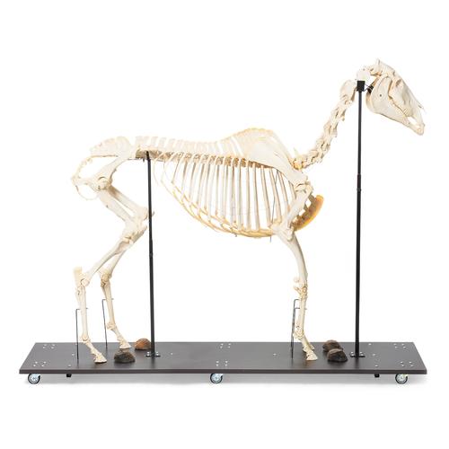Horse Skeleton (Equus ferus caballus), Male, Specimen, 1021003 [T300141m], Odd-toed Ungulates (Perissodactyla)