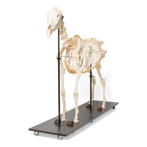 Horse Skeleton (Equus ferus caballus), Male, Specimen, 1021003 [T300141m], Farm Animals