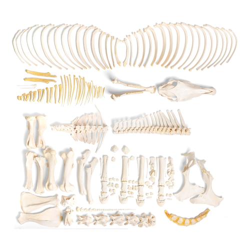 Horse skeleton (Equus ferus caballus), male, disarticulated, 1021005 [T300141mU], Osteology