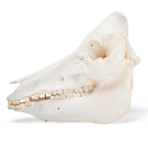 Domestic Pig Skull (Sus scrofa domesticus), Female, Specimen, 1021000 [T300161f], Farm Animals