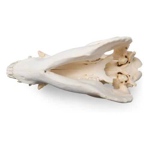 Domestic Pig Skull (Sus scrofa domesticus), Female, Specimen, 1021000 [T300161f], Farm Animals