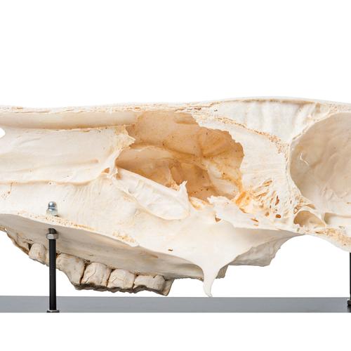 Half Horse Skull (Equus ferus caballus), Specimen, 1021008 [T300172], Farm Animals