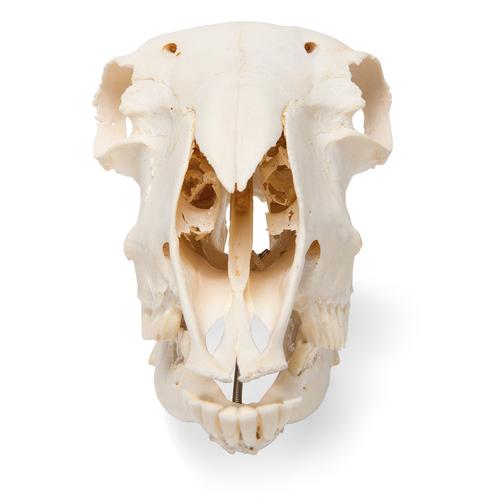 Domestic Sheep Skull (Ovis aries), Female, Specimen, 1021028 [T300181f], Farm Animals