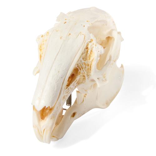 Rabbit Skull (Oryctolagus cuniculus var. domestica), Specimen, 1020987 [T300191], Stomatology