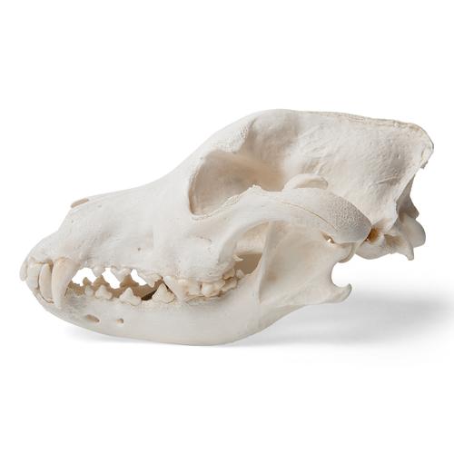 Dog Skull (Canis lupus familiaris), Size M, Specimen, 1020994 [T30021M], Stomatology