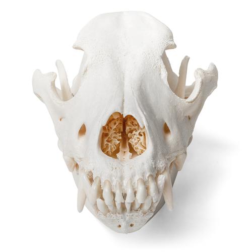 Dog Skull (Canis lupus familiaris), Size M, Specimen, 1020994 [T30021M], Pets