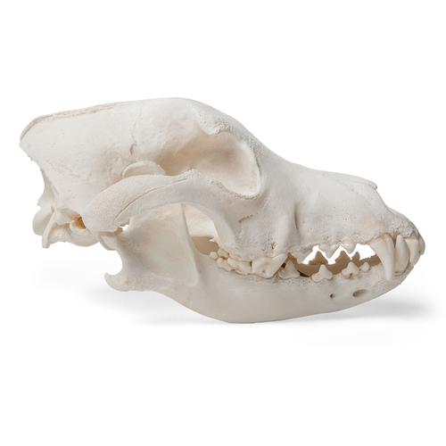 Dog Skull (Canis lupus familiaris), Size M, Specimen, 1020994 [T30021M], Predators (Carnivora)