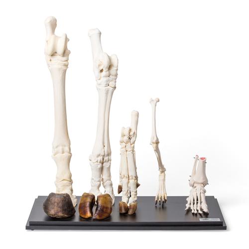 Hind Legs of Different Mammals (Mammalia), 1021042 [T300241], Comparative Anatomy