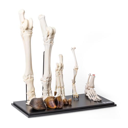 Hind Legs of Different Mammals (Mammalia), 1021042 [T300241], Comparative Anatomy