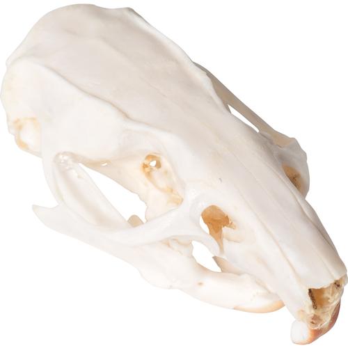 Rat Skull (Rattus rattus), Specimen, 1021038 [T300271], Rodents (Rodentia)