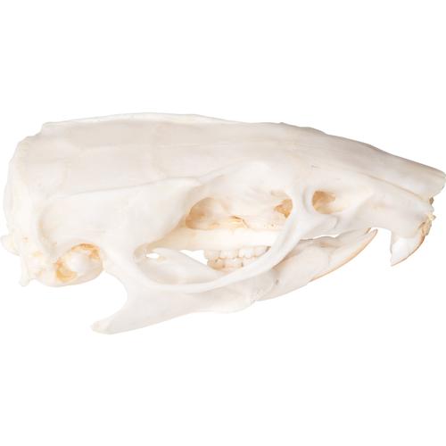 Rat Skull (Rattus rattus), Specimen, 1021038 [T300271], Small Animals