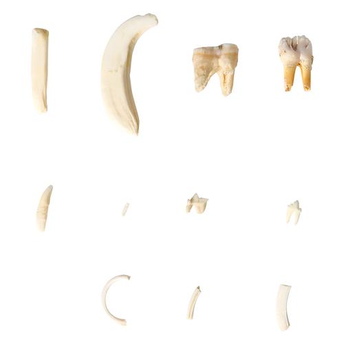 Tooth Types of Different Mammals (Mammalia), Deluxe Version, 1021046 [T300292], Comparative Anatomy
