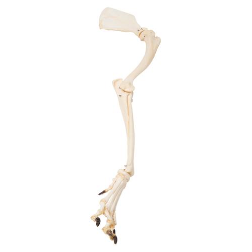 Dog Leg (Canis lupus familiaris), Specimen, 1021059 [T300321], Osteology