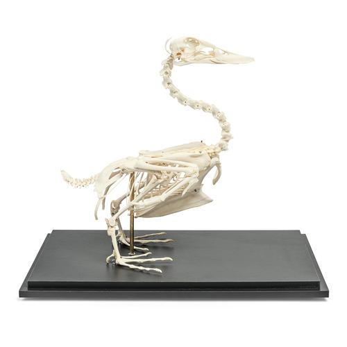 Duck Skeleton (Anas platyrhynchos domestica), Specimen, 1020979 [T300351], Ornithology (Ornithology)