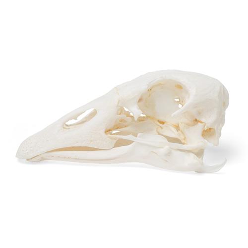 Goose Skull (Anser anser domesticus), Specimen, 1021035 [T30042], Birds