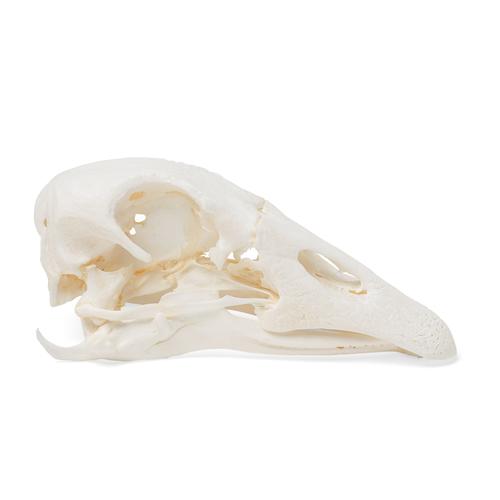 Goose Skull (Anser anser domesticus), Specimen, 1021035 [T30042], Ornithology (Ornithology)
