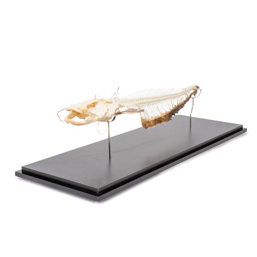Skeleton of European Catfish (Silurus glanis), Specimen, 1020964 [T300461], Ichthyology (fishmonger)
