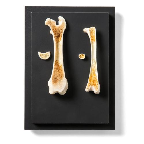 Bird Bone Cross Section : Bone Cross Section Diagram Car Bumper Sticker | Zazzle : Birds have different types of bones, pneumatic are those which are hollow, not like a straw but check out the photo below.