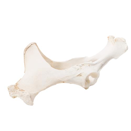Horse (Equus ferus caballus), pelvis, 1021056 [T30060], Osteology