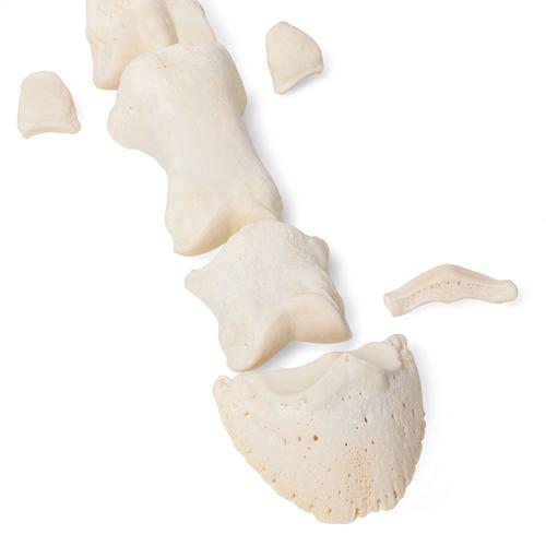Horse metatarsal bones, 1021068 [T30069], Osteology