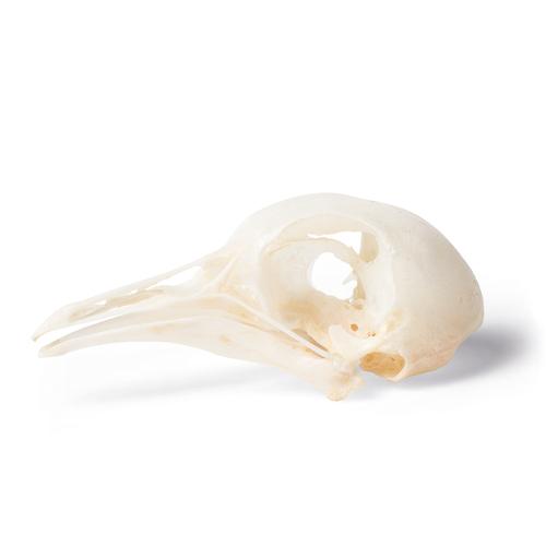 Pigeon Skull (Columba livia domestica), Specimen, 1020984 [T30071], Birds