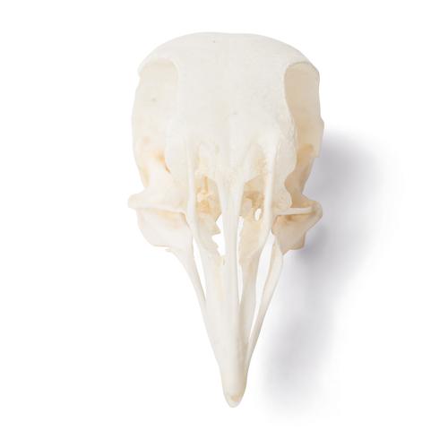 Pigeon Skull (Columba livia domestica), Specimen, 1020984 [T30071], Ornithology (Ornithology)