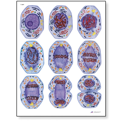 Mitosis STICKYchart™ 
, V12049S, Meiosis and Mitosis