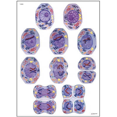 Meiosis STICKYchart™, V12051S, Meiosis and Mitosis