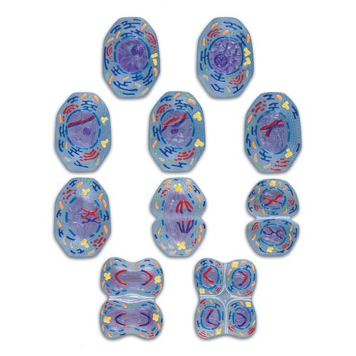 Meiosis Interactive STICKYchart™, V12051SI, Meiosis and Mitosis