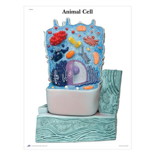 The Animal Cell STICKYchart™, V1R04S, Biology Activity Sets